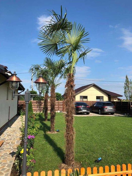 Palmieri rezistenti iarna