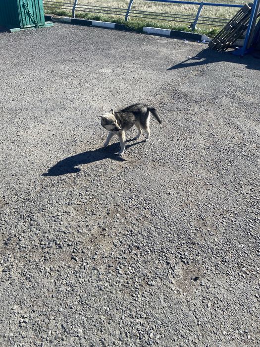 Собаки дворняги