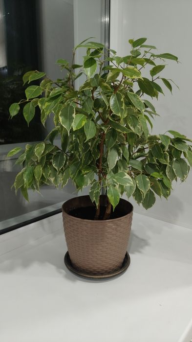 Продам 2 красивых фикуса