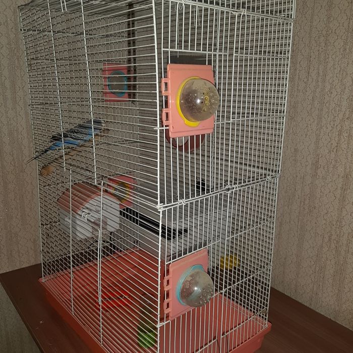 Продам попугай с клеткой.16000