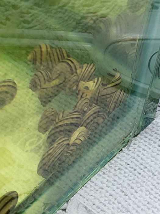 Продам аквариуных улиток