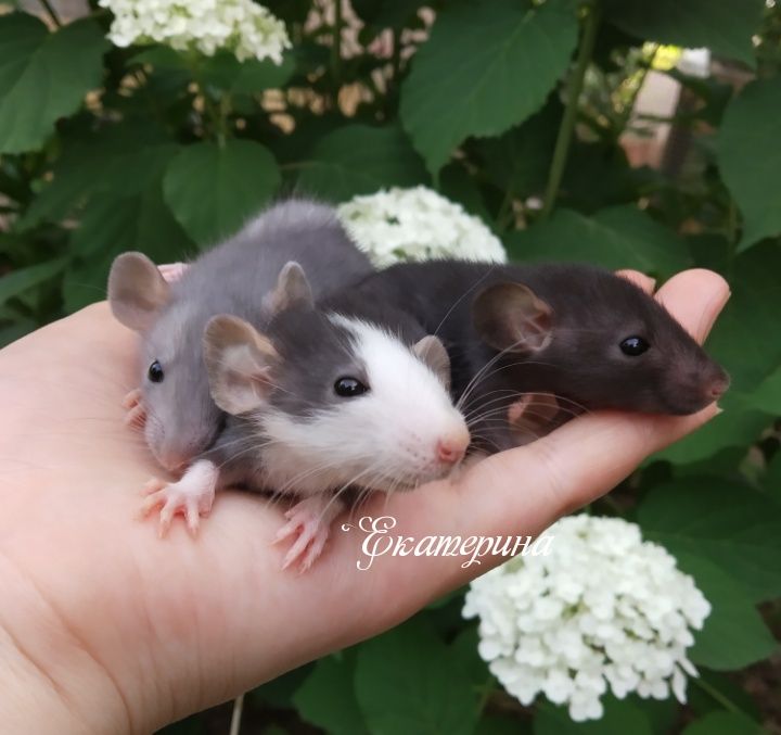 Крысы дамбо разных цветов