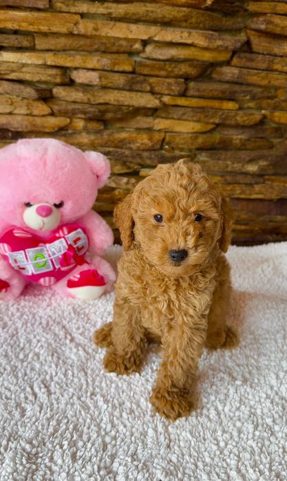 Мини пудел - пудел