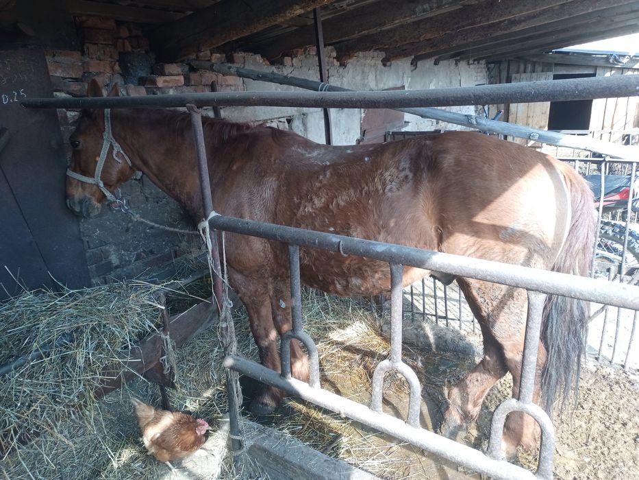 Продам мерена...