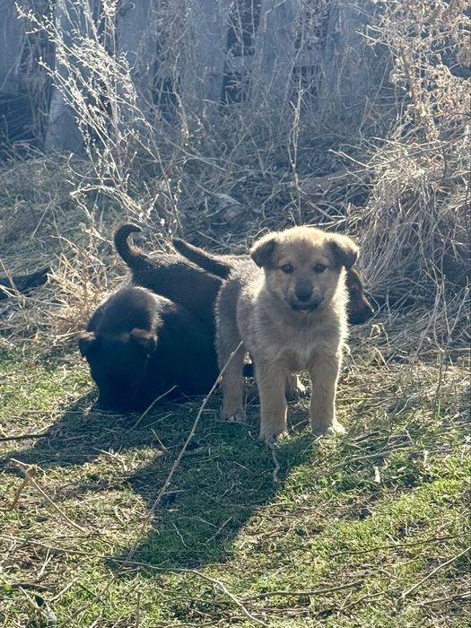 Щенки крупной собаки в дар с доставкой