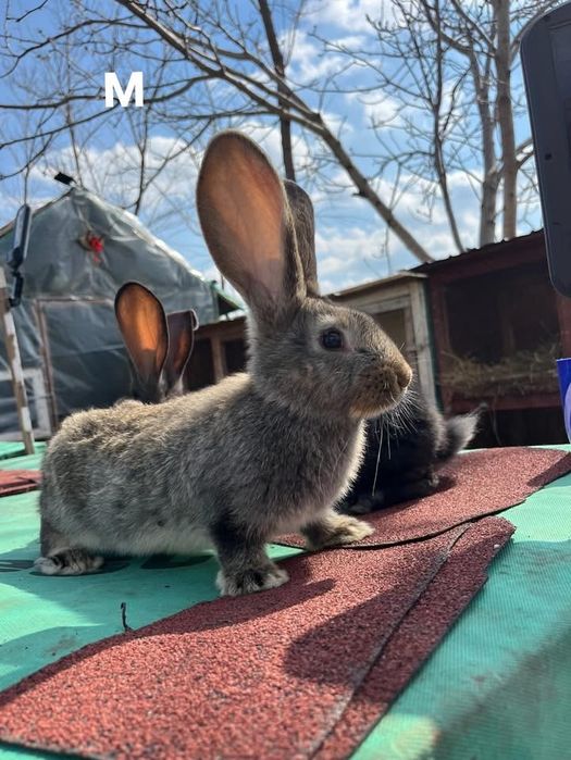 Iepuri uriaș german