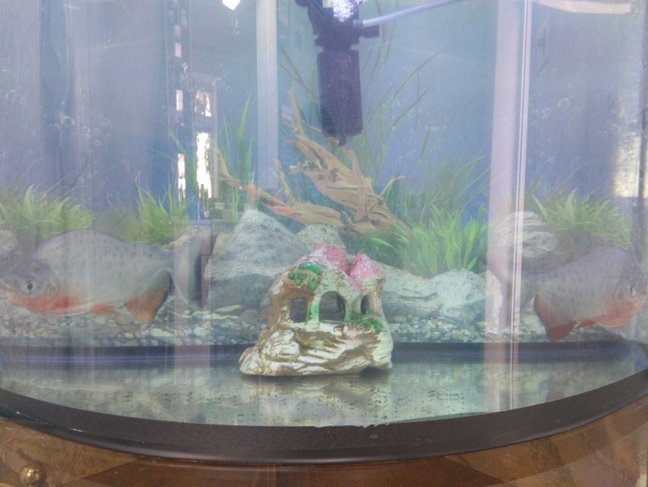 Piranha panco 213141