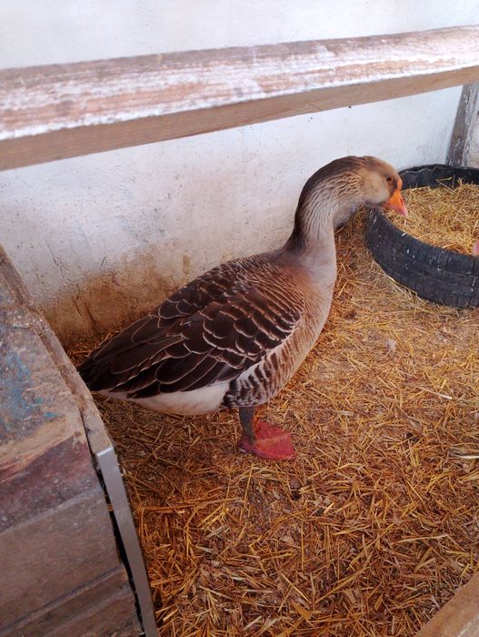 Гусак домашний молодой