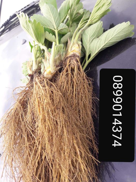 Целогодишен разсад ягоди и малини от производител