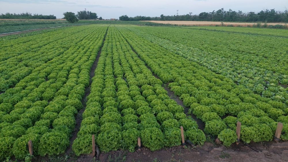 Salata verde creată