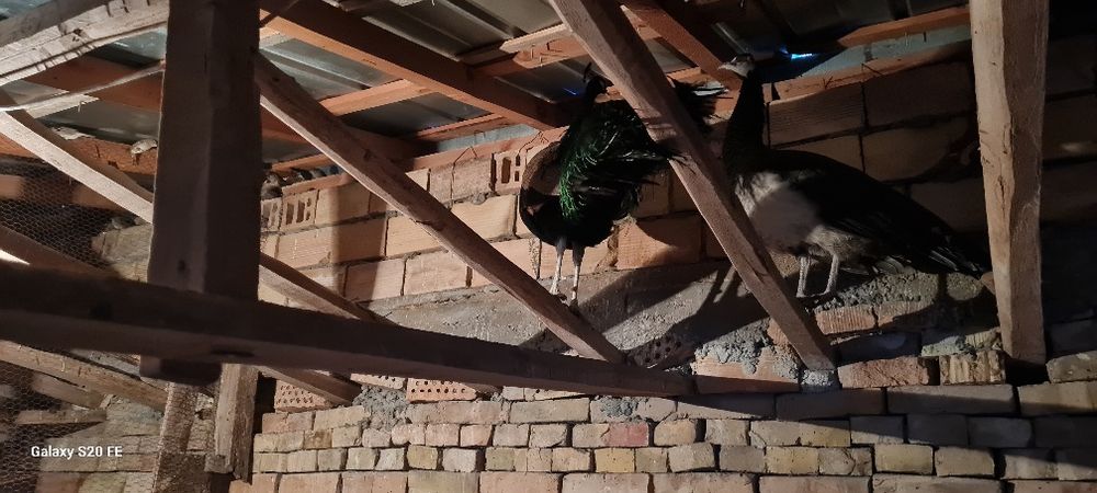 Свободни двойка работна