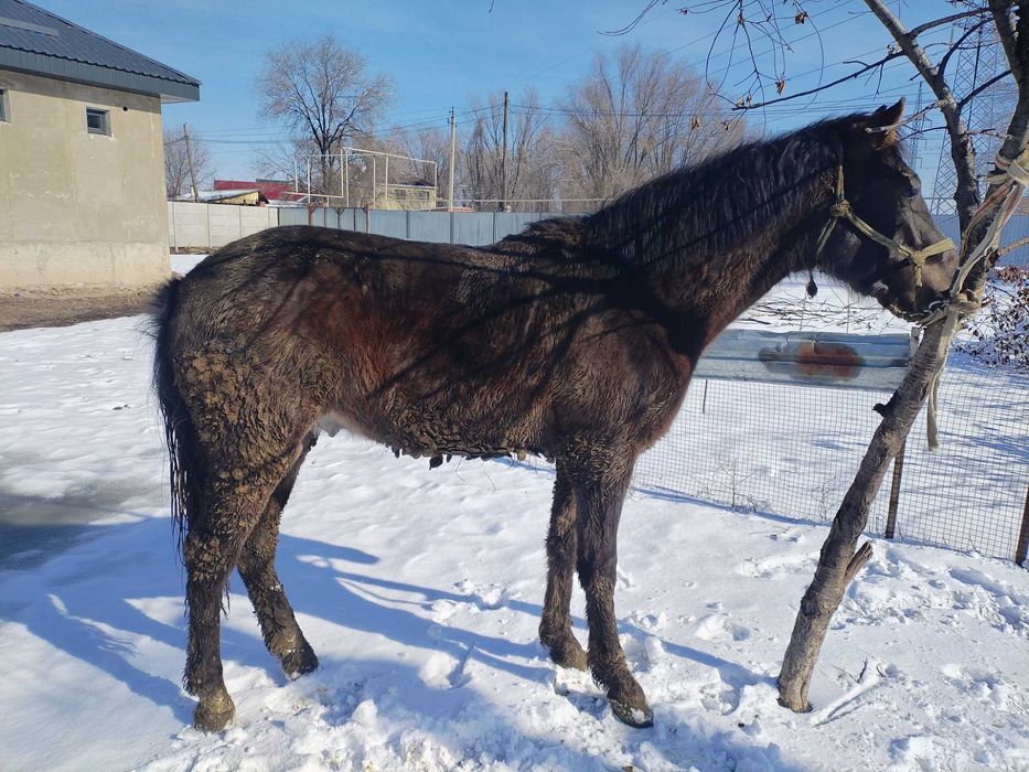 Продам жеребца два года ширный стоит на откорме с осени