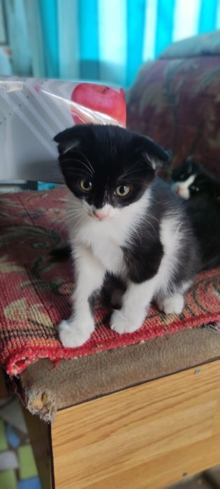Котенок в добрые руки