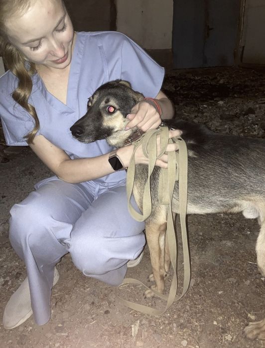 Молодый ласковый пёс