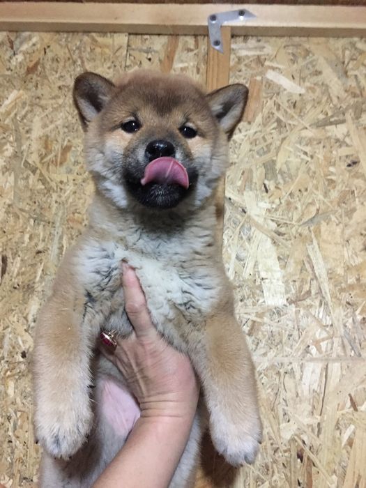 японские сибята с питомника