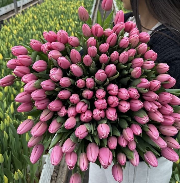 Тюльпан оптом и в розницу