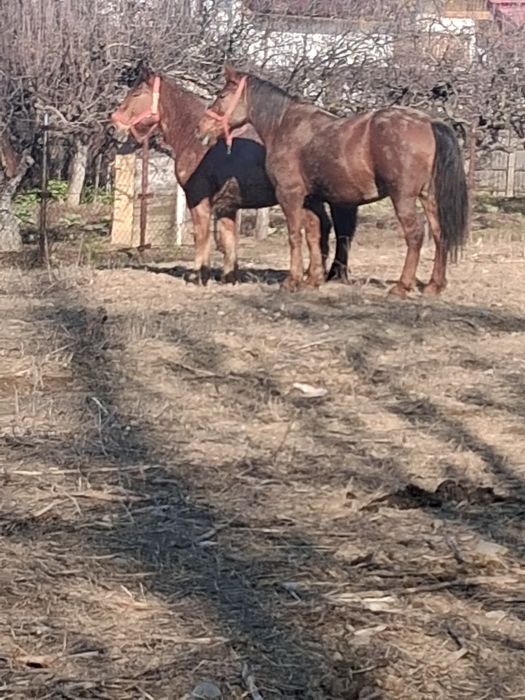 Vând doi cai castrați