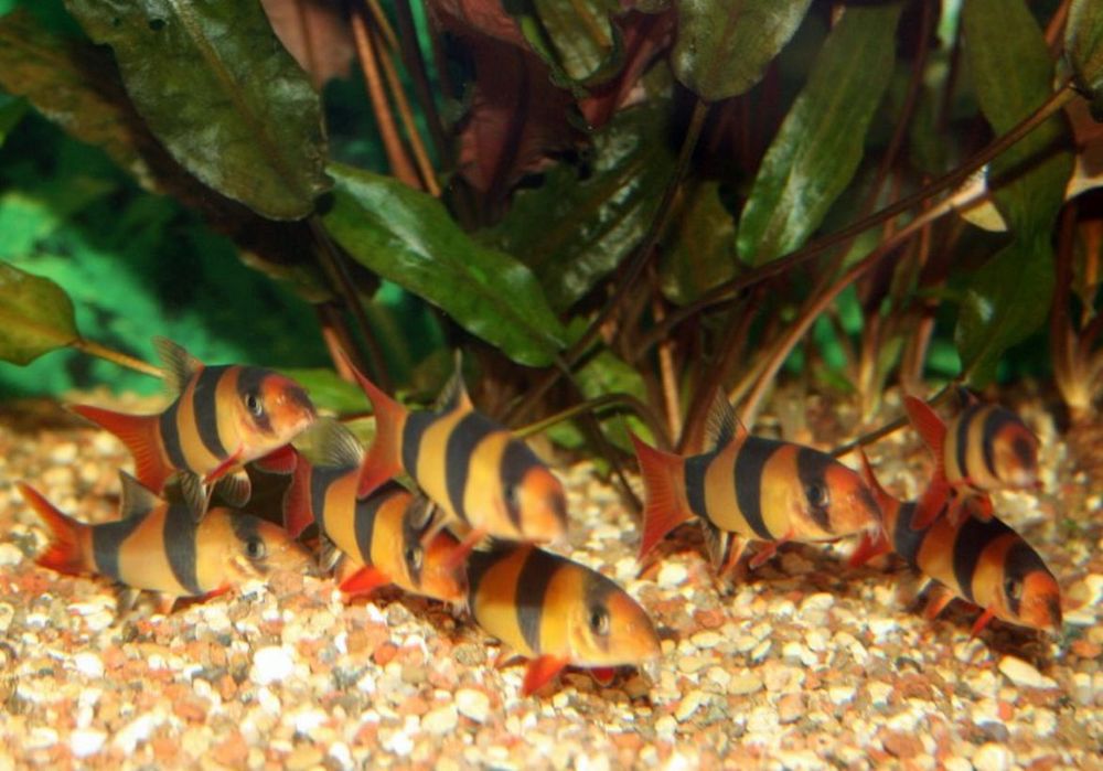 Боция клоун аквариумная рыба