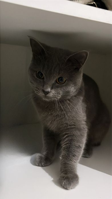 Отдам милого кота