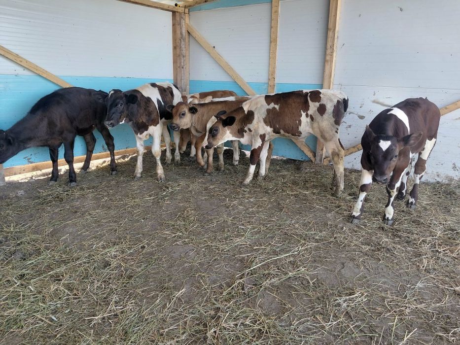 Vând 6 masculi și 1 femela intarcati