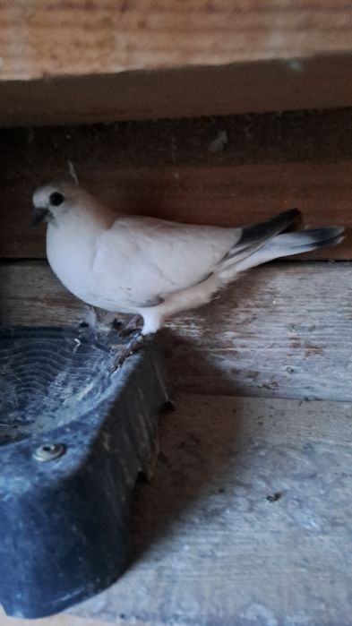 Будапещенски Унгарци