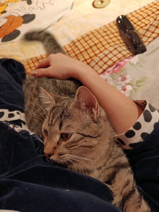 Бесплатно котёнок