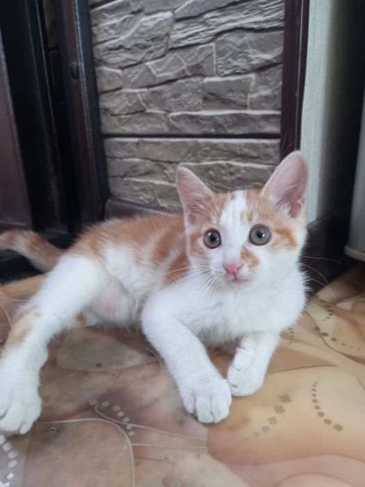 отдам котенка (девочка)