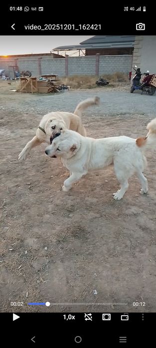 Еркек кушык 7 айлык