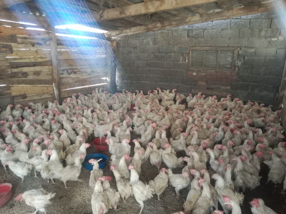 Куры несушки,белые