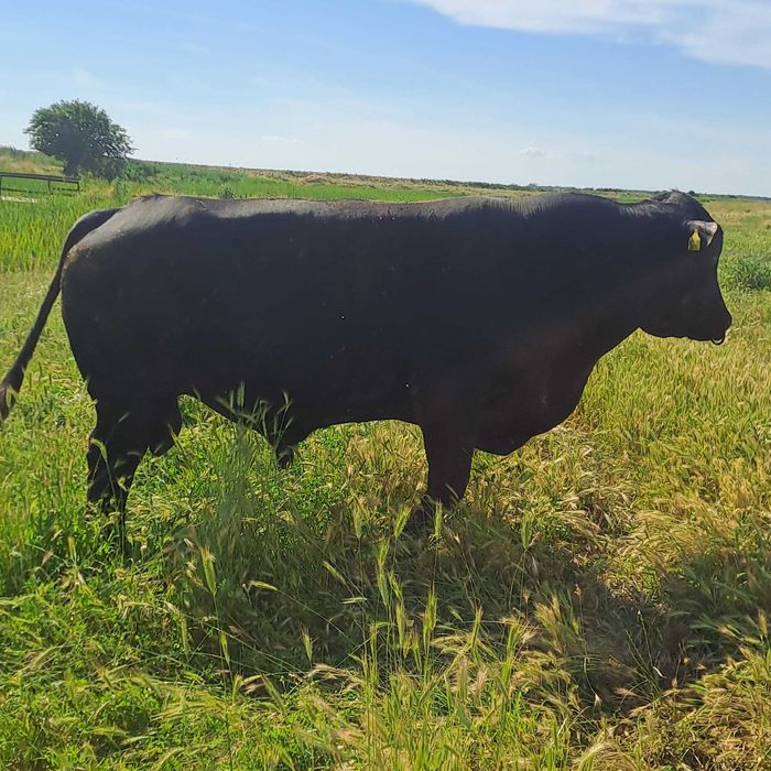 Tauri angus de vanzare