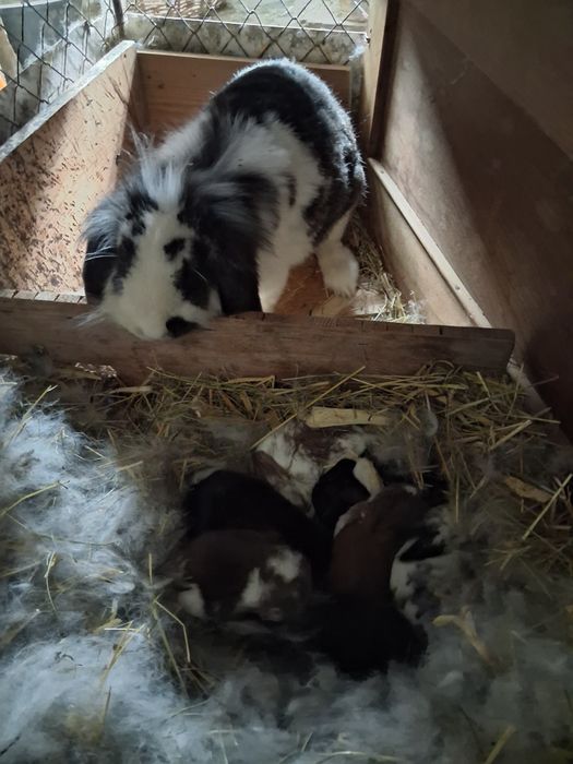 Vănd iepurași metiș rasă mijlocie spre mare,iepuroaicele mamă căntărec