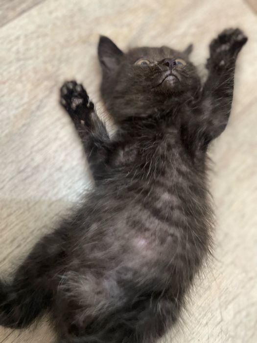 Животные . Котята .