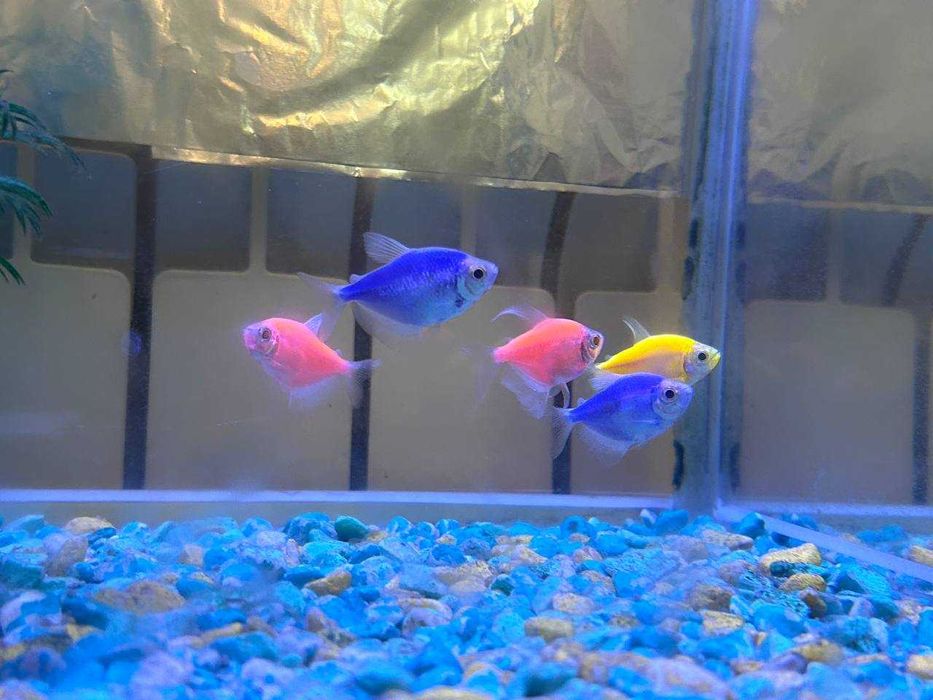 Аквариум с рыбками - 60 литр