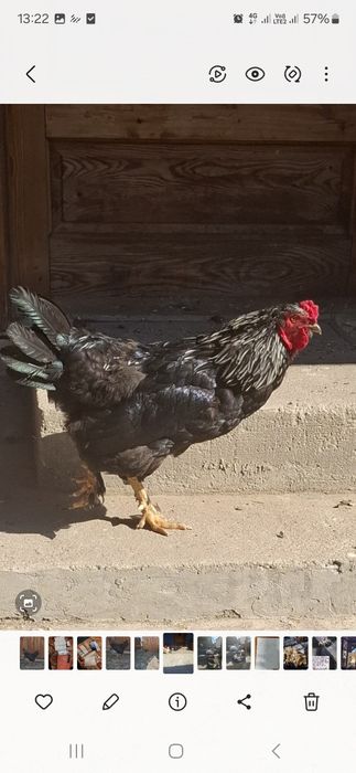 Găini de casă de vânzare