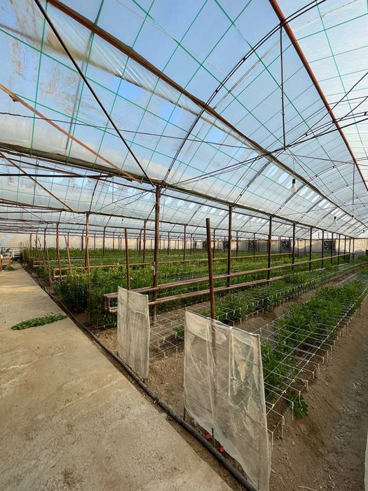 Teplitsa sotiladi hamma sharoit bor