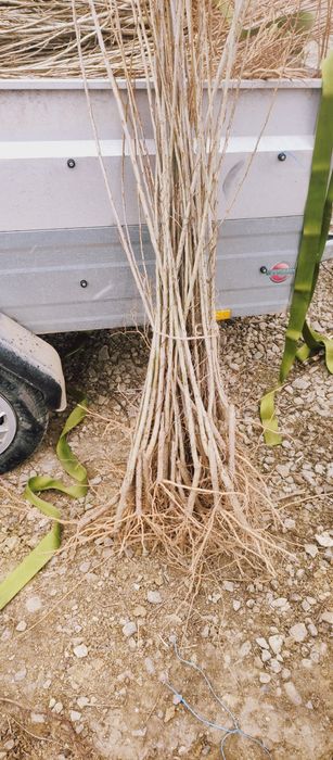 Echipă de profesioniști în silvicultură comercializăm puieți de salcâm