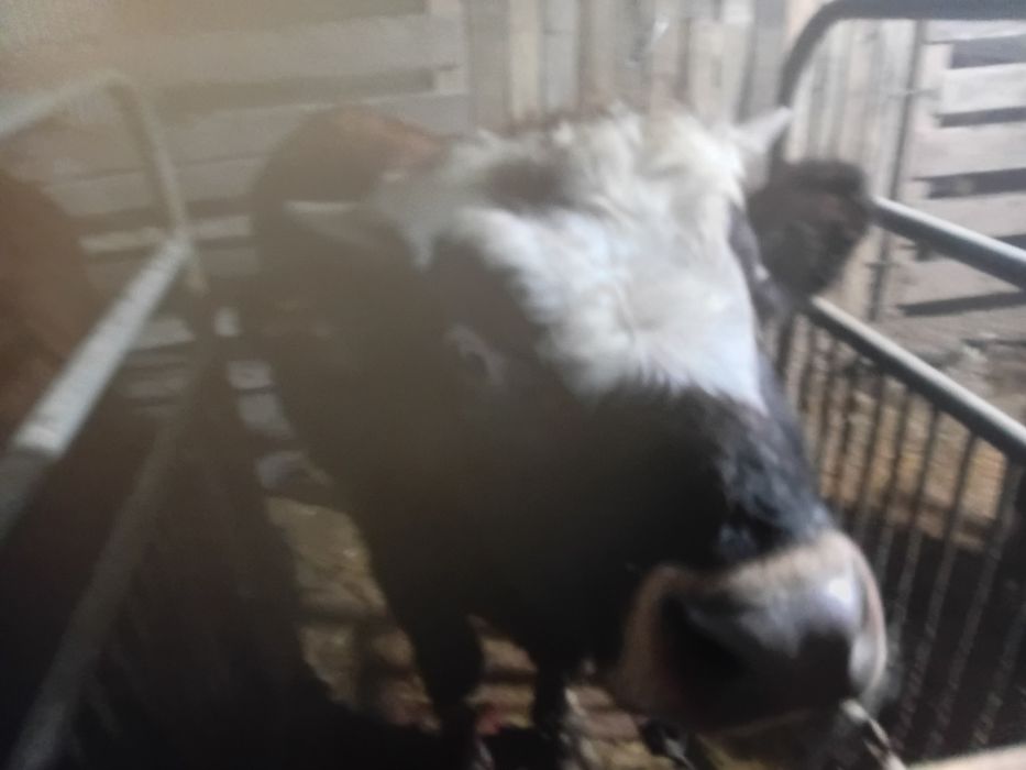 Бычки телочки  откормленые