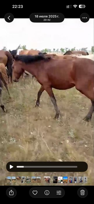 Лошади тай жеребята