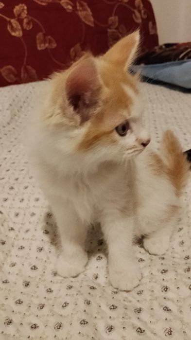 Три кота, три хвоста. Два кота и одна кошечка.