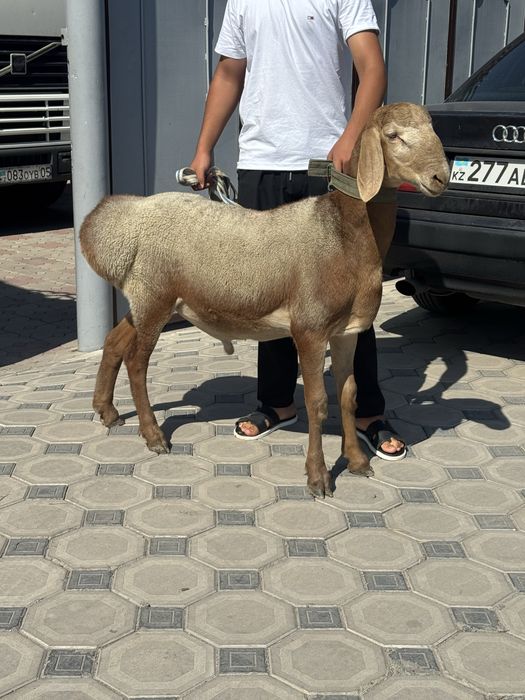 Арашан кошкарчик