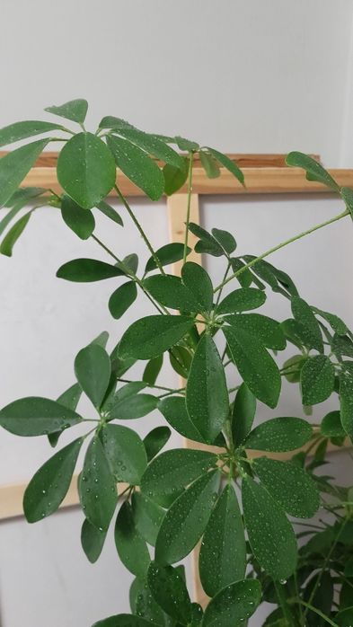 Шеффлера крупное растение