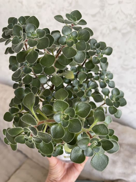 Комнатные цветы Толстянка Аихризон