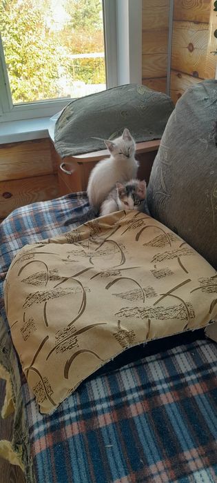 Котята для удачи!