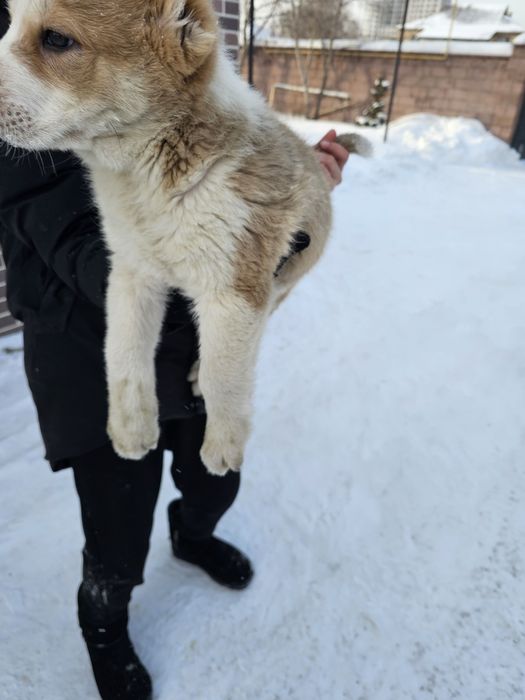 Тобет күшік еркек