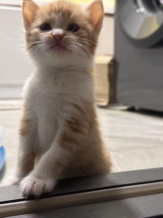 Британ метис сотилади