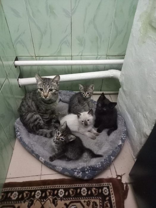 Отдам  в хорошие руки
