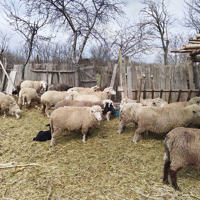 Oi de vânzare tinere