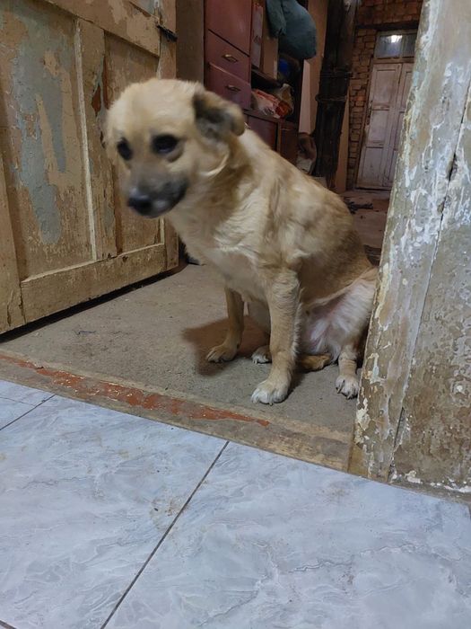 Умная и красивая девочка ищет семью!