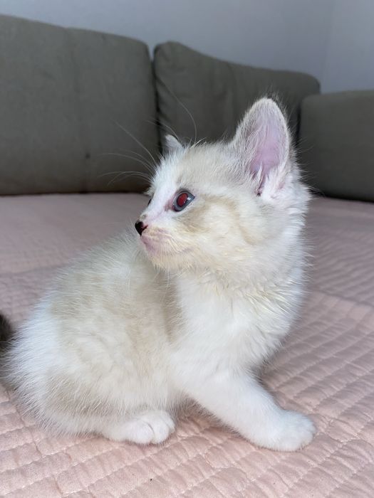 Продаётся милая кошечка