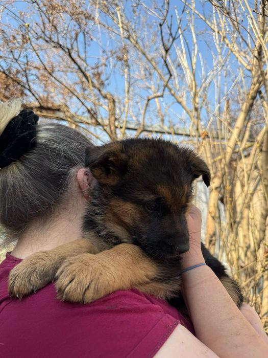 Продаем щенков немецкой овчарки